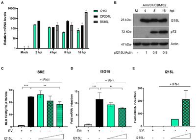 African swine fever virus ubiquitin-conjugating enzyme pI215L inhibits IFN-I signaling pathway through STAT2 degradation